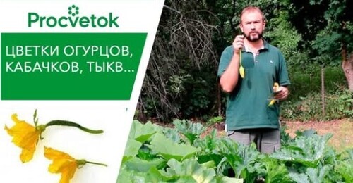 Огурцы - увеличиваем урожай. Женские цветки. Можно ли удалять мужские цветки (пустоцветы)?