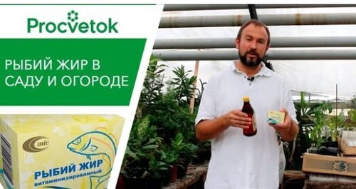 Фитофтора томатов и картофеля. Как лечить фитофтороз?