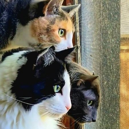 Три любимые кошки