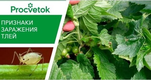 ТЛЯ. НАЙТИ И ОБЕЗВРЕДИТЬ!