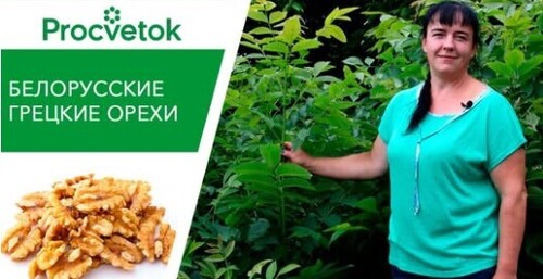 ГРЕЦКИЙ ОРЕХ НА ВАШЕМ УЧАСТКЕ? ЛЕГКО!