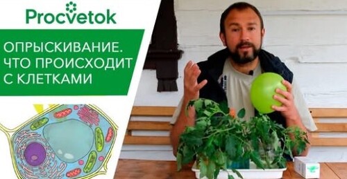 РАСПРОСТРАНЕННЫЕ ОШИБКИ ПРИ ПОДКОРМКЕ И ПОЛИВЕ ТОМАТОВ И ОГУРЦОВ