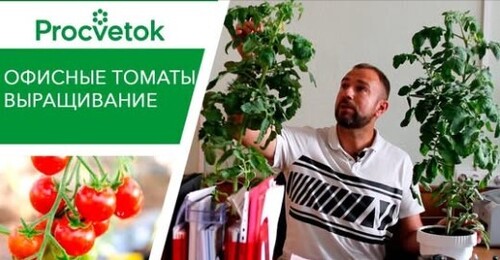 Вырастить богатый урожай сладких томатов не выходя из дома! Легко! Выращивание томатов в горшке