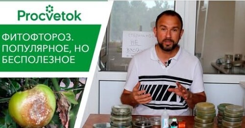 Фитофтора томатов и картофеля. 25 минут на знания или годы на бесполезные супер-средства?