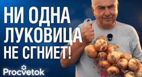 ПРИЗНАЮ ОШИБКУ: я сам уменьшал свой урожай лука годами! Как правильно убрать и сохранить лук