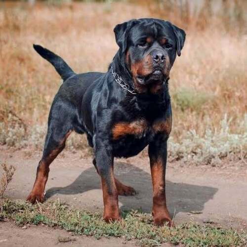 Марик