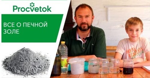 Чем подкормить огурцы и томаты? Печная зола - полезные свойства