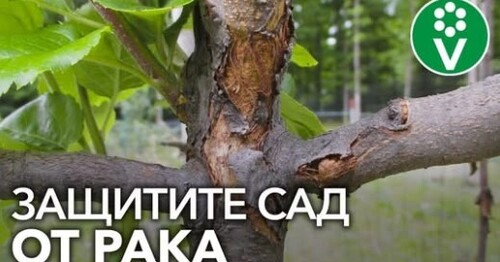 САМАЯ СТРАШНАЯ БОЛЕЗНЬ ПЛОДОВЫХ - РАК. Как определить и как лечить?
