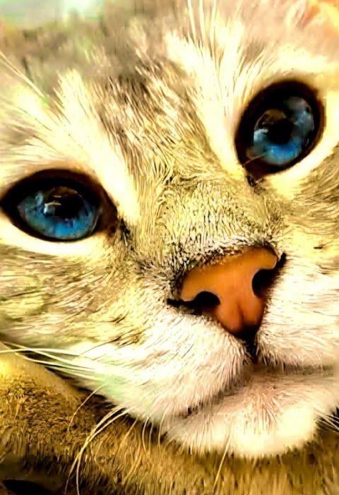 КОШКИ И ЛЮБОВЬ