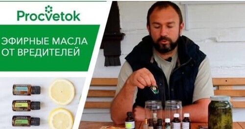Эфирные масла от вредителей. Усиленный раствор для опрыскивания томатов и огурцов