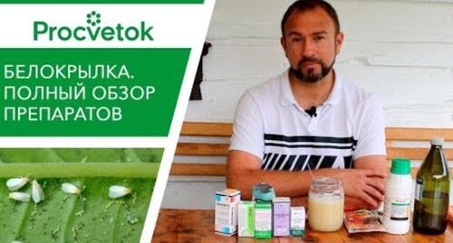 Безопасное средство от вредителей! СКИПИДАР от белокрылки, морковной и луковой мухи, тлей, гусениц