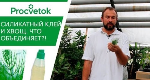 Эта обработка ПОВЫШАЕТ ИММУНИТЕТ растений. Подкормка растений кремнием из хвоща