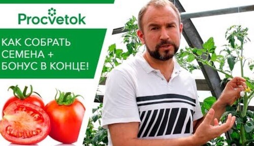 Кусочек ВАТЫ сохранит ваш сорт! Как СОБРАТЬ СЕМЕНА помидоров правильно