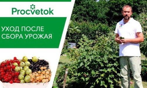 Сделайте ЭТО после сбора урожая СМОРОДИНЫ И КРЫЖОВНИКА. Три обязательных приема