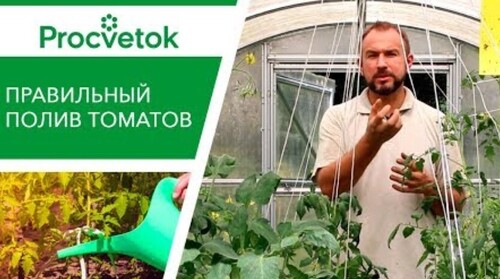 УТРОМ или ВЕЧЕРОМ? Руководство по поливу помидоров