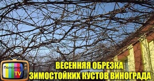 ВЕСЕННЯЯ ОБРЕЗКА ЗИМОСТОЙКИХ КУСТОВ ВИНОГРАДА ОБРЕЗКА ВИНОГРАДА НА АРКЕ