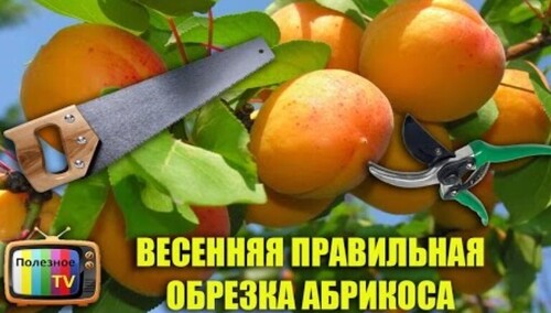 ОБРЕЗКА ДЕРЕВЬЕВ ВЕСНОЙ - ОБРЕЗКА АБРИКОСА