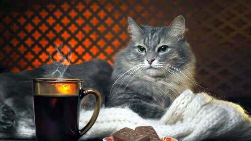 Кот и Кофе