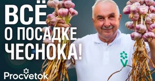 Бросьте ЭТОТ СОРНЯК в грядку с чесноком! Соседи обзавидуются вашему урожаю