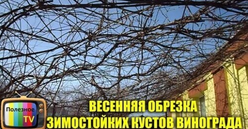 ВЕСЕННЯЯ ОБРЕЗКА ЗИМОСТОЙКИХ КУСТОВ ВИНОГРАДА ОБРЕЗКА ВИНОГРАДА НА АРКЕ