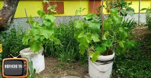Вирощування огірків у відрах! Підв'язка огірків