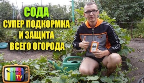 СОДА СУПЕР ПОДКОРМКА И ЗАЩИТА ВСЕГО ОГОРОДА