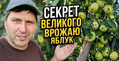 Мій секрет великого врожаю яблук