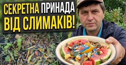 Як позбутися слимаків