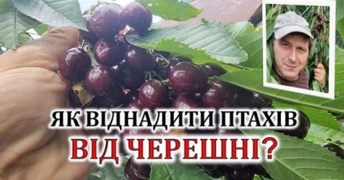 Як віднадити птахів від черешні